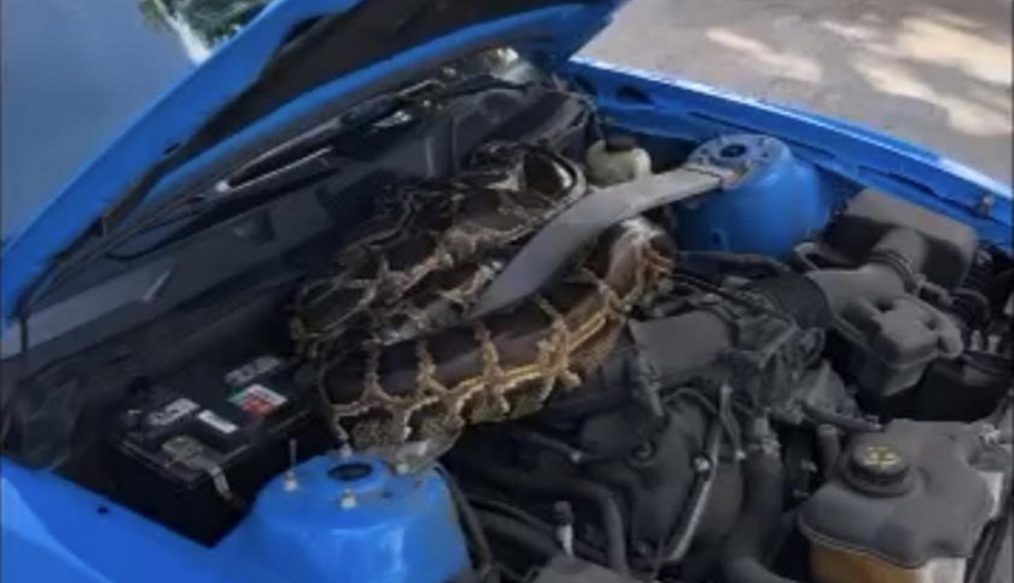 เกิดเหตุพบงูตัวใหญ่เป้งใต้ฝากระโปรง Ford Mustang อยากถามว่าเลื่อยเข้าไปยังไง