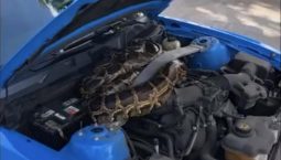 เกิดเหตุพบงูตัวใหญ่เป้งใต้ฝากระโปรง Ford Mustang อยากถามว่าเลื่อยเข้าไปยังไง